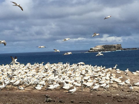 Cape Nelson Lighthouse - Accommodation in Bendigo 40