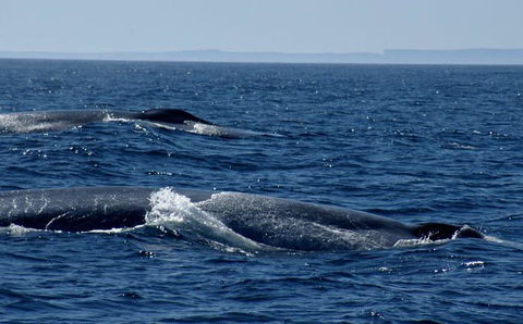 Cape Nelson Lighthouse - Accommodation in Bendigo 38