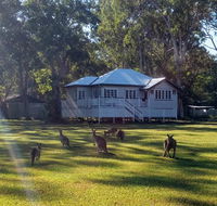 Lake Weyba Noosa Lodge  Kangaroos - Accommodation in Bendigo