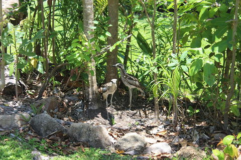 Amaroo On Mandalay, Magnetic Island - Accommodation in Bendigo 40