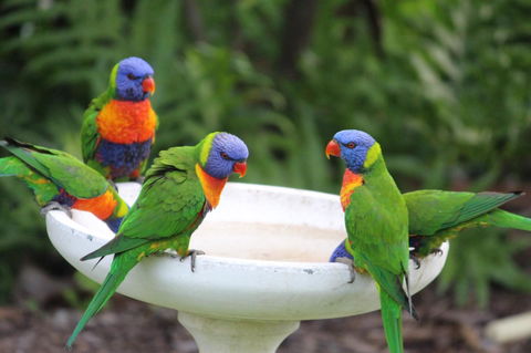 Amaroo On Mandalay, Magnetic Island - Accommodation in Bendigo 27