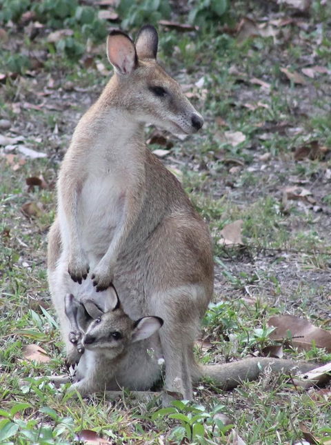 Airlie Beach Eco Cabins - Adults Only - Accommodation in Bendigo 40