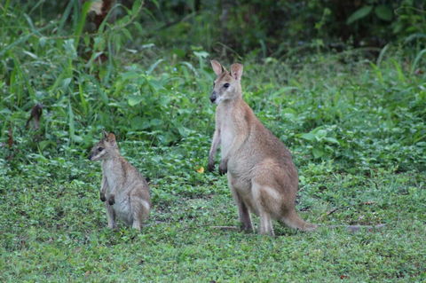 Airlie Beach Eco Cabins - Adults Only - Accommodation in Bendigo 16