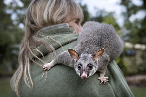 Airlie Beach Eco Cabins - Adults Only - Accommodation in Bendigo 3