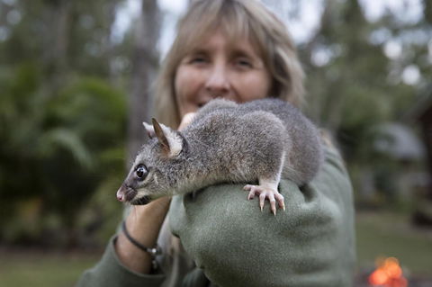 Airlie Beach Eco Cabins - Adults Only - Accommodation in Bendigo 11