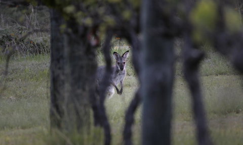 Granite Belt Retreat And Brewery - Accommodation in Bendigo 23