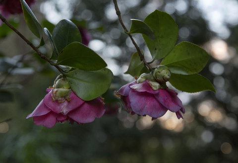 Bower 63 - Accommodation in Bendigo 21