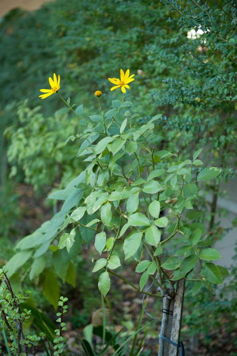 Waverley Bed & Breakfast - Accommodation in Bendigo 3