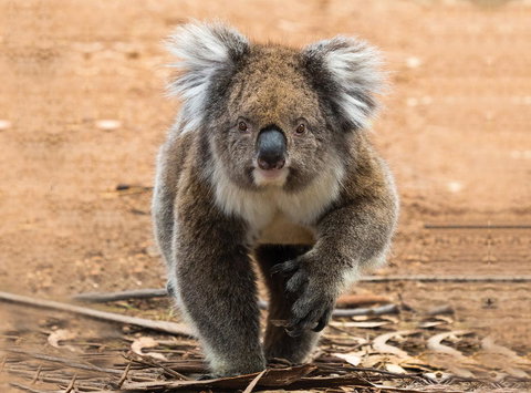 Hanson Bay Cabins - Accommodation in Bendigo 5