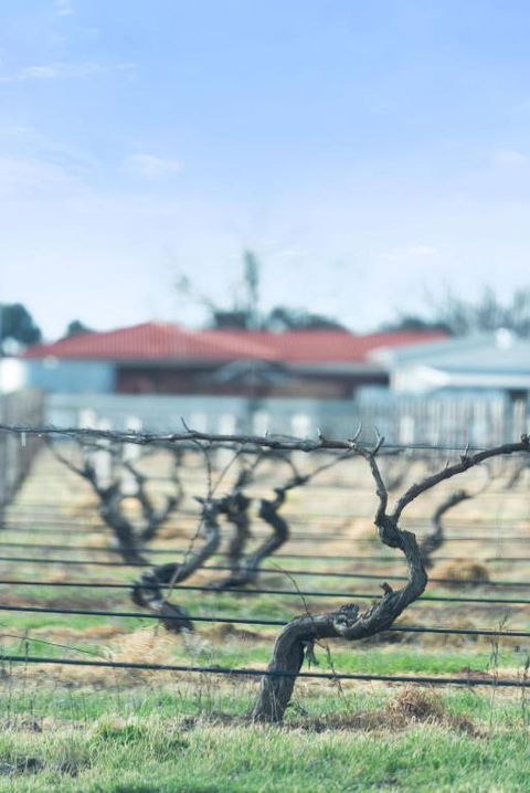Crimson Ridge - Wines, Vines And Dine - Accommodation in Bendigo 1