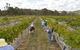 Fergies Hill Spa Cottage @ Granite Ridge Wines - thumb 2