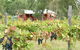 Fergies Hill Spa Cottage @ Granite Ridge Wines - thumb 0