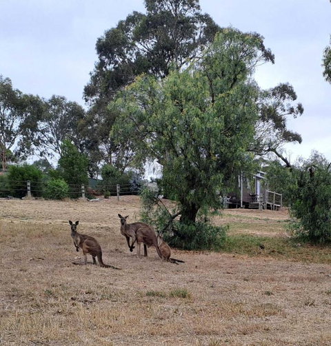 Gums N Roses By Tiny Away - Accommodation in Bendigo 4