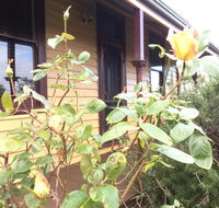 Albion Cottage - Accommodation in Bendigo