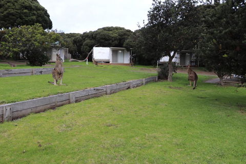 Anglesea Family Caravan Park - Accommodation in Bendigo 3