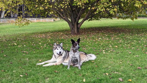 Mountain Culture Farm Stay - Pet Friendly - Accommodation in Bendigo 2