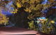 Oaktree Guest House - thumb 2