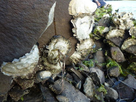Oyster Shack - Accommodation in Bendigo 3