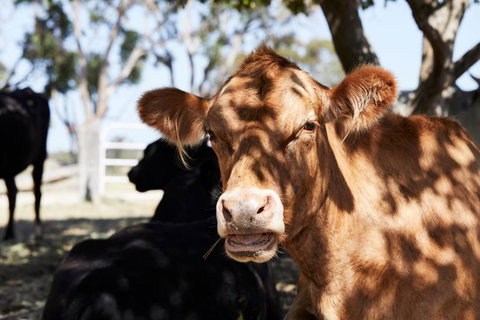 Ridgemill Estate - Accommodation in Bendigo 3