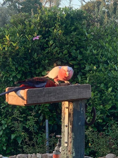 Rose Cottage - Accommodation in Bendigo 1