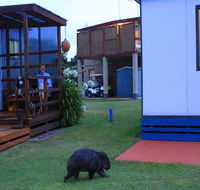 BIG4 Kelso Sands Holiday  Native Wildlife Park - Accommodation in Bendigo