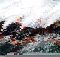 Cruise in Moreton Bay Marine Park and Moreton Island - Accommodation in Bendigo