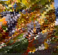 Full Day Tamar Valley Wine Tour - Accommodation in Bendigo