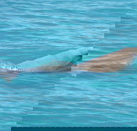 Snubfin Dolphin Eco Cruise from Broome - Accommodation in Bendigo