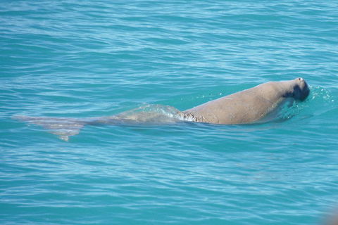 Snubfin Dolphin Eco Cruise From Broome - Accommodation in Bendigo 0