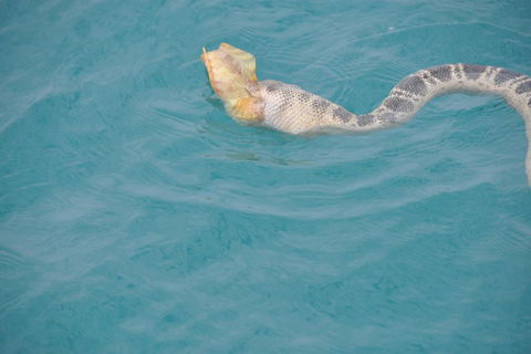 Snubfin Dolphin Eco Cruise From Broome - Accommodation in Bendigo 2