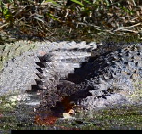 Full Day Tour in the Daintree - Accommodation in Bendigo