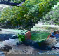 Afternoon Half-Day Daintree Rainforest and River Tour - Accommodation in Bendigo