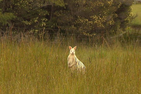Bruny Island Day Trip From Hobart - Accommodation in Bendigo 5