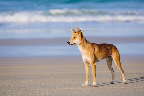 Fraser Island 4WD Tour From Noosa - Accommodation in Bendigo 5