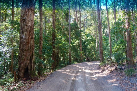 Fraser Island 4WD Tour From Rainbow Beach - Accommodation in Bendigo 4