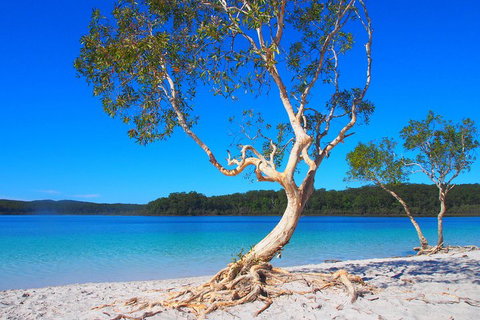 Fraser Island 4WD Tour From Rainbow Beach - Accommodation in Bendigo 5