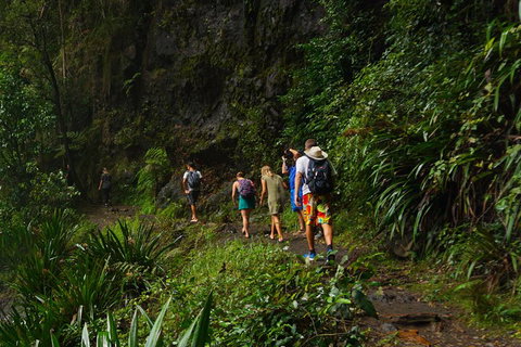 Glow Worms Private Tour - Nocturnal Rainforest Walk - Accommodation in Bendigo 1