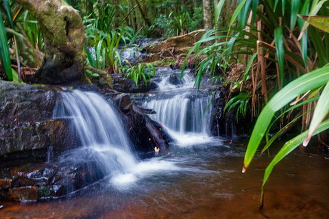 Glow Worms Private Tour - Nocturnal Rainforest Walk - Accommodation in Bendigo 5