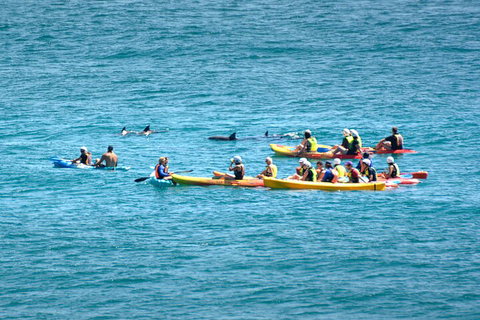 The Byron Bay Sea Kayak Tour - Accommodation in Bendigo 1