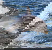 Noosa Oceanrider Scenic Dolphin Safari - Accommodation in Bendigo