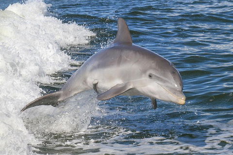 Noosa Oceanrider Scenic Dolphin Safari - Accommodation in Bendigo 0