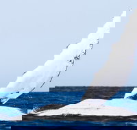 2-Hour Guided Whale Watching Tour at Noosa - Accommodation in Bendigo