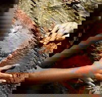 Ngana Julaymba Dungay - Half Day - Accommodation in Bendigo