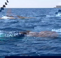 Noosa Whale Watching - Accommodation in Bendigo