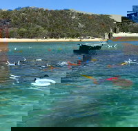 All Inclusive Dolphin and Tangalooma Wrecks Cruise - Accommodation in Bendigo