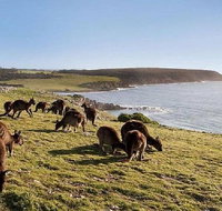 Kangaroo Island Personal Group Tours