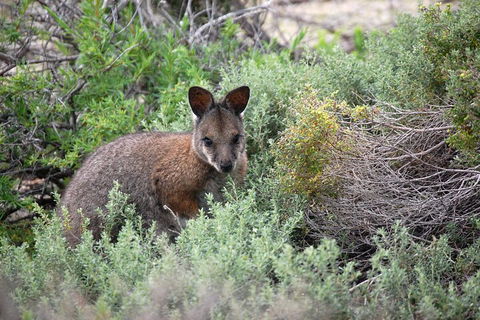 Shipwreck Special Nature Tour/Half Day Tour - Accommodation in Bendigo 3