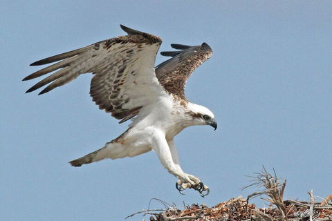 Shipwreck Special Nature Tour/Half Day Tour - Accommodation in Bendigo 4