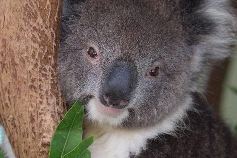 All Inclusive Blue Mountains Small-Group Day Trip From Sydney - Accommodation in Bendigo 1