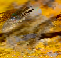 Daintree and Cape Tribulation Full Day Guided Tour - Accommodation in Bendigo